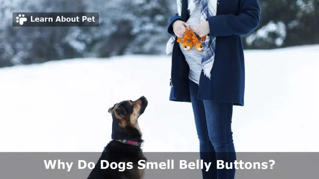 Why do dogs smell belly buttons