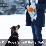 Why Do Dogs Smell Belly Buttons? (15 Interesting Facts) Why Do Dogs Smell Belly Buttons