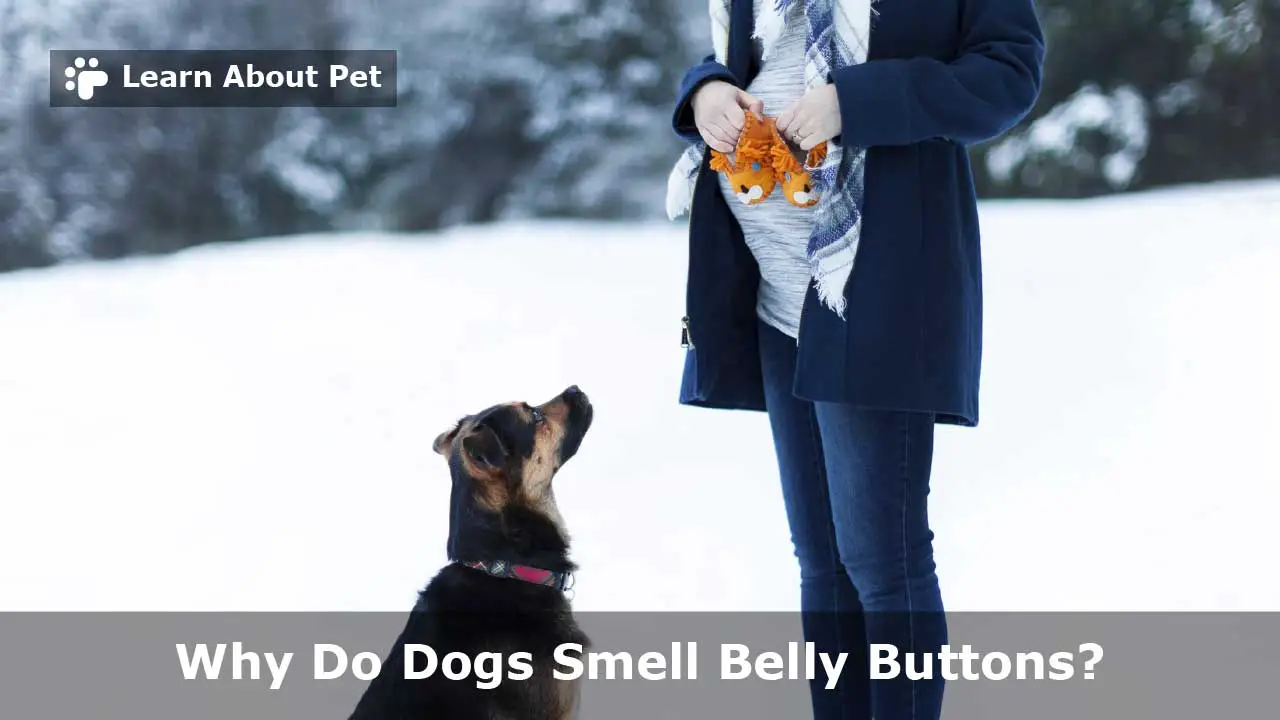 Why Do Dogs Smell Belly Buttons? (15 Interesting Facts) 2023