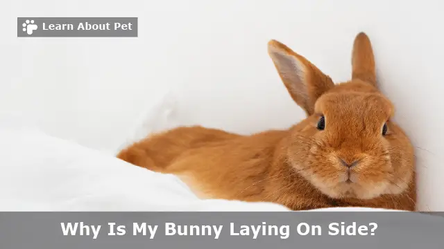 Bunny laying on side