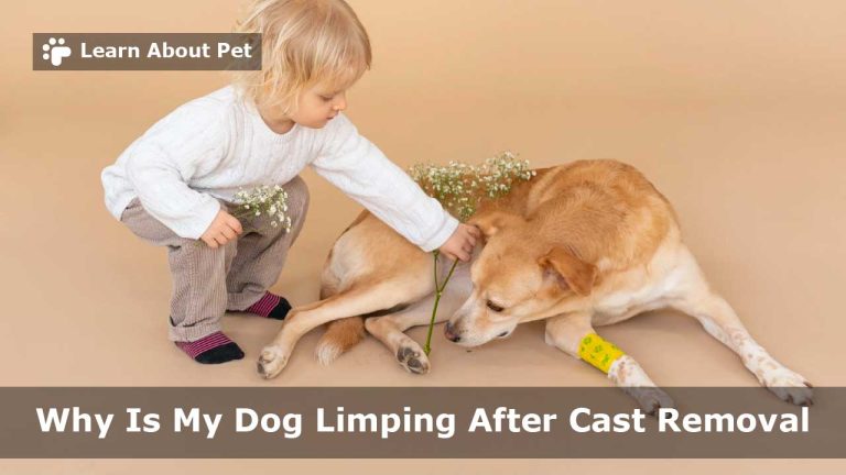Dog Limping After Cast Removal : (9 Menacing Facts) - 2023