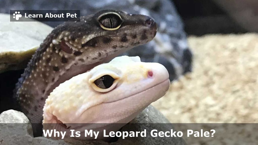 Why is my leopard gecko pale