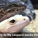 Why Is My Leopard Gecko Pale? (25 Interesting Facts)