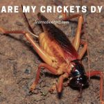 Why are my crickets dying