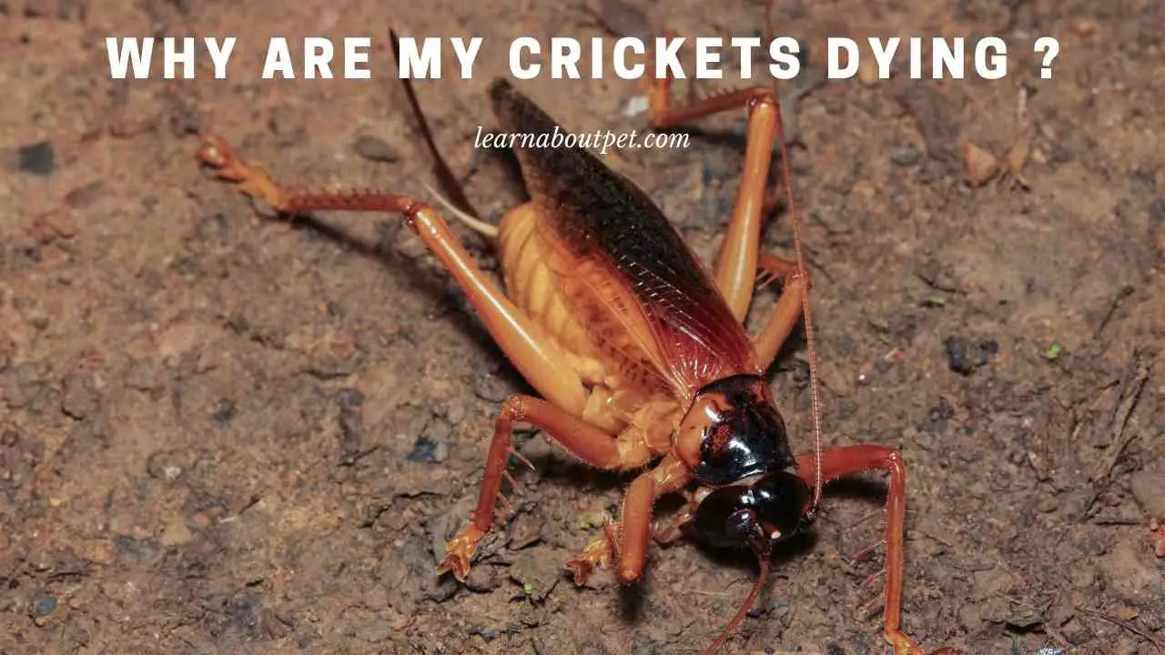 Why Are My Crickets Dying? (7 Unique Facts) 2024