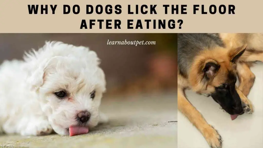 Why do dogs lick the floor after eating