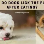 Why Do Dogs Lick The Floor After Eating? 7 Clear Facts