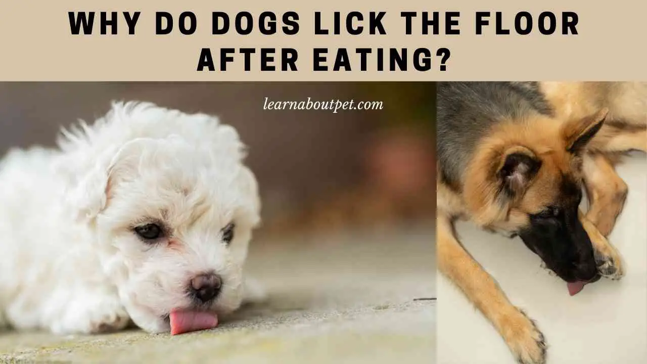 Why Do Dogs Lick The Floor After Eating? 7 Clear Facts 2023