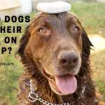 Why Do Dogs Rub Their Face On Soap? (7 Clear Facts)
