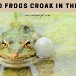 Why do frogs croak in the rain