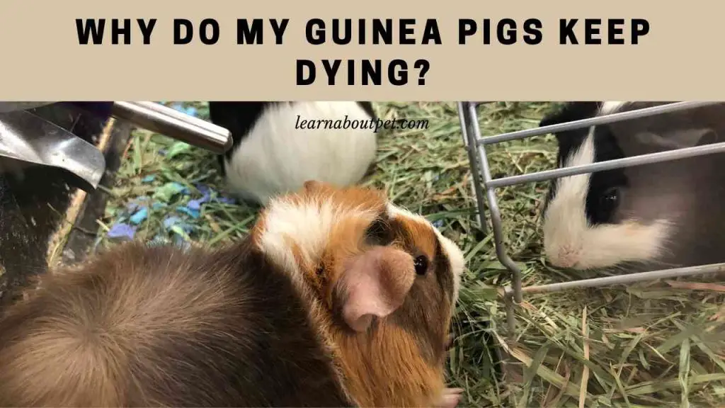 Why do my guinea pigs keep dying