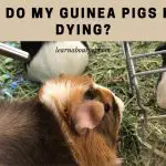 Why Do My Guinea Pigs Keep Dying? (7 Clear Facts)