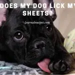 Why Does My Dog Lick My Bed Sheets? (7 Clear Facts)
