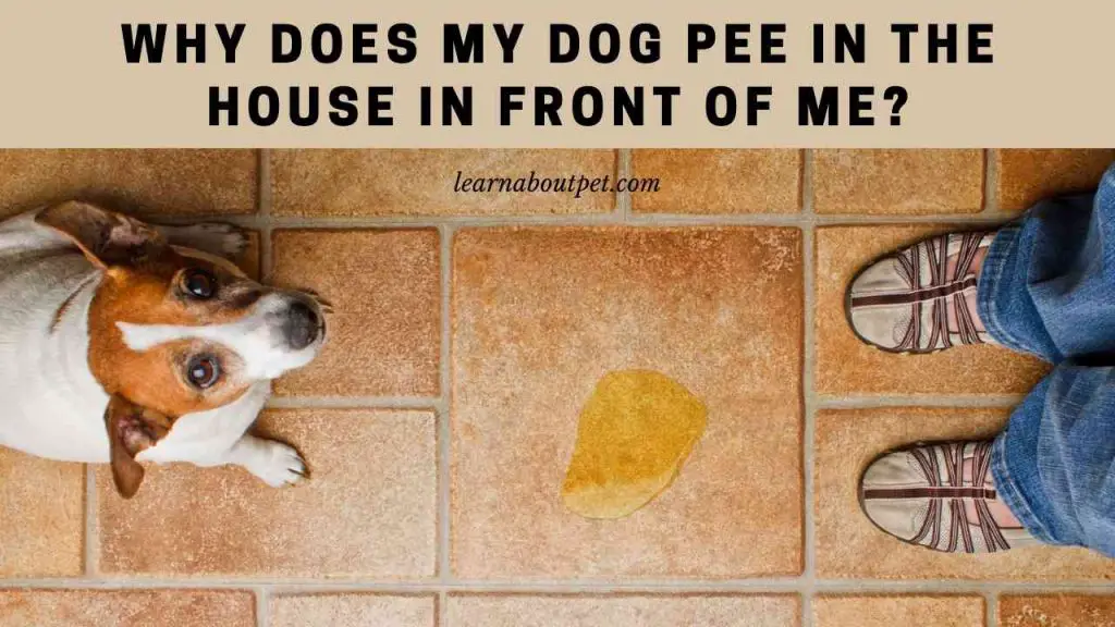 why-does-my-dog-pee-in-the-house-in-front-of-me-7-clear-facts-2024