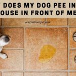 Why does my dog pee in the house in front of me