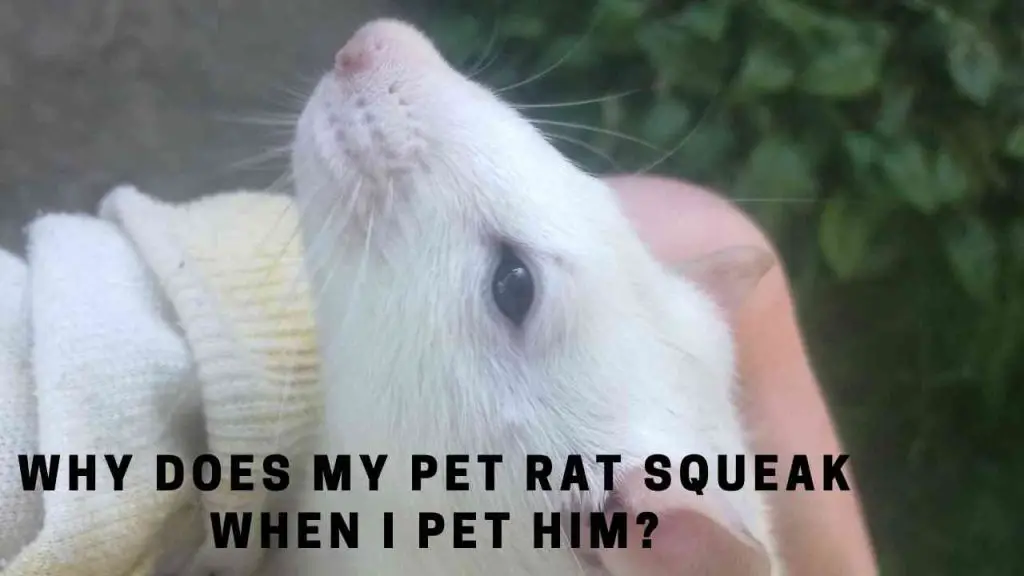 Why does my pet rat squeak when i pet him