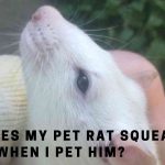 Why Does My Pet Rat Squeak When I Pet Him? 7 Clear Facts
