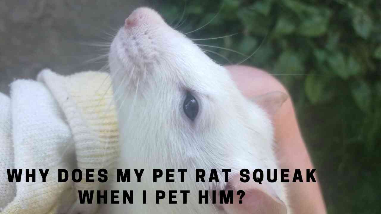 Why Does My Pet Rat Squeak When I Pet Him? 7 Clear Facts