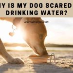Why Is My Dog Scared Of Drinking Water? 15 Clear Facts
