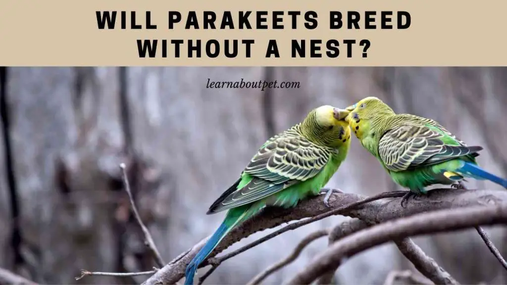 Will parakeets breed without a nest