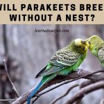 Will parakeets breed without a nest