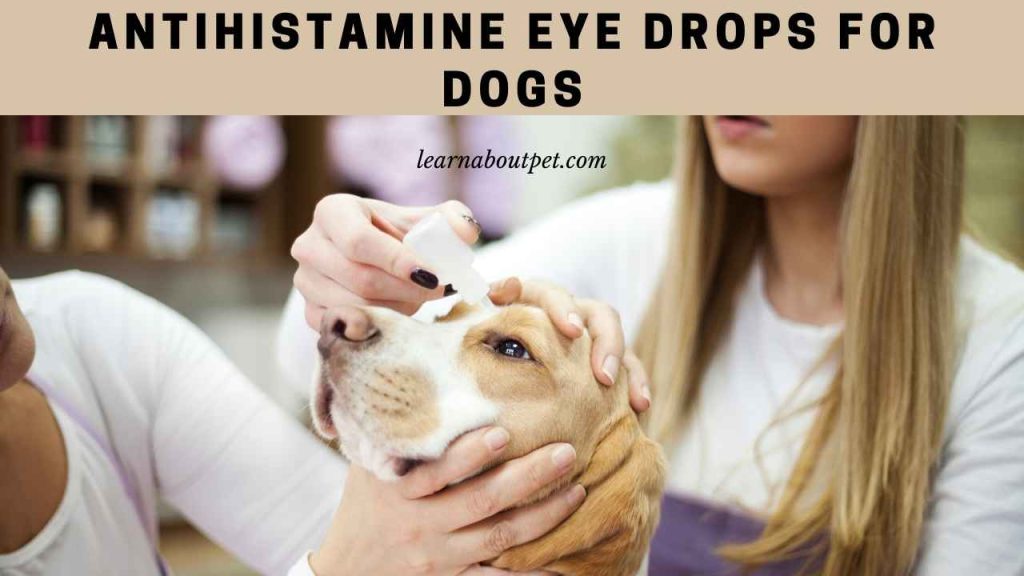 Antihistamine Eye Drops For Dogs : 9 Interesting Facts - 2023