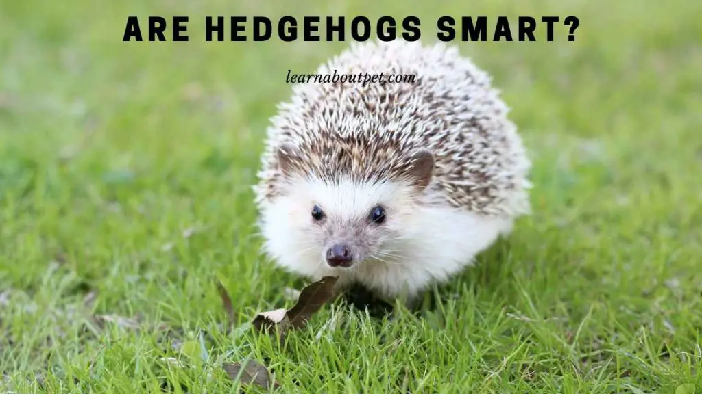 Are hedgehogs smart