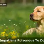 Are Impatiens Poisonous To Dogs?