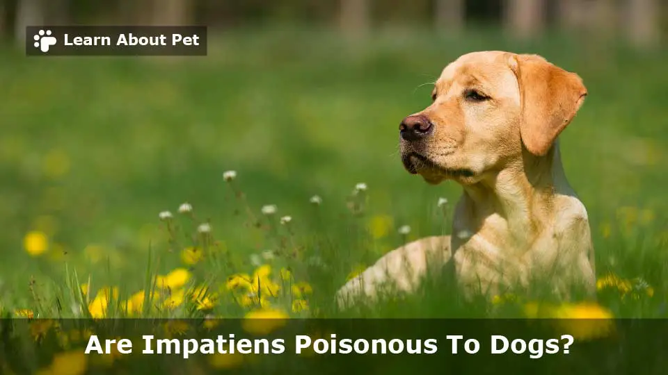 Are impatiens poisonous to dogs
