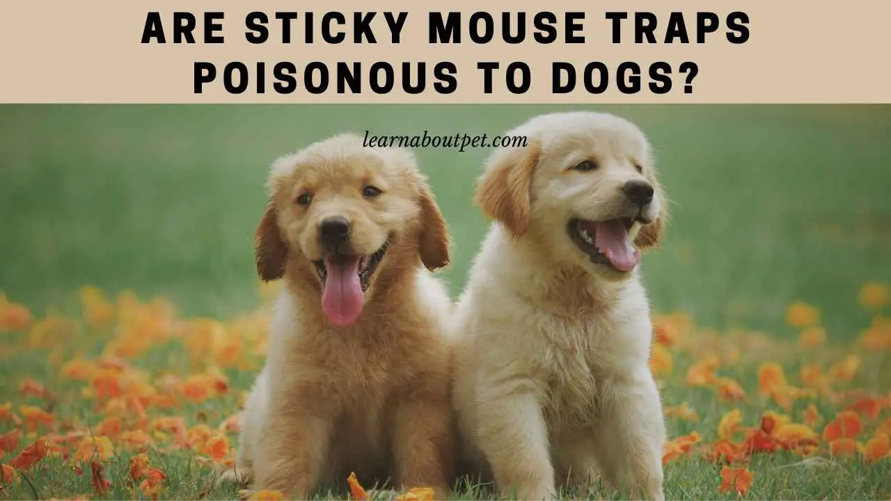 Are Sticky Mouse Traps Poisonous To Dogs? 7 Clear Facts 2022