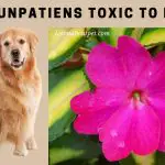 Are Sunpatiens Toxic To Dogs? (7 Cool Facts)