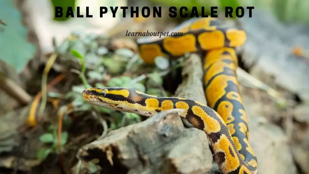 Ball python scale rot