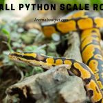 Ball python scale rot