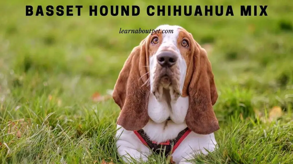Basset hound chihuahua mix