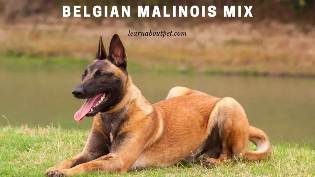 Belgian malinois mix