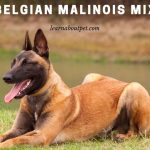 Belgian Malinois Mix