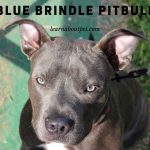 Is Blue Brindle Pitbull Rare? (9 Cool Characteristics)
