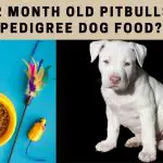 Can 2 Month Old Pitbulls Eat Pedigree Dog Food? 7 Clear Facts