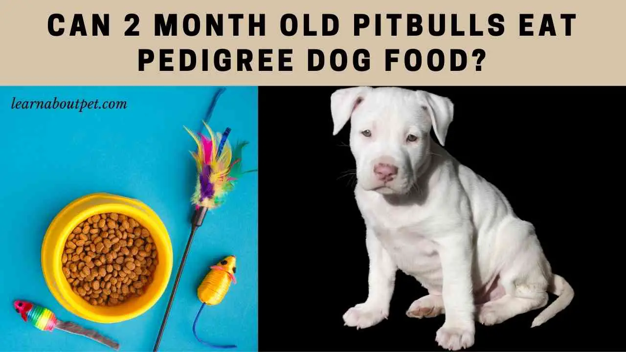Can 2 Month Old Pitbulls Eat Pedigree Dog Food? 7 Clear Facts