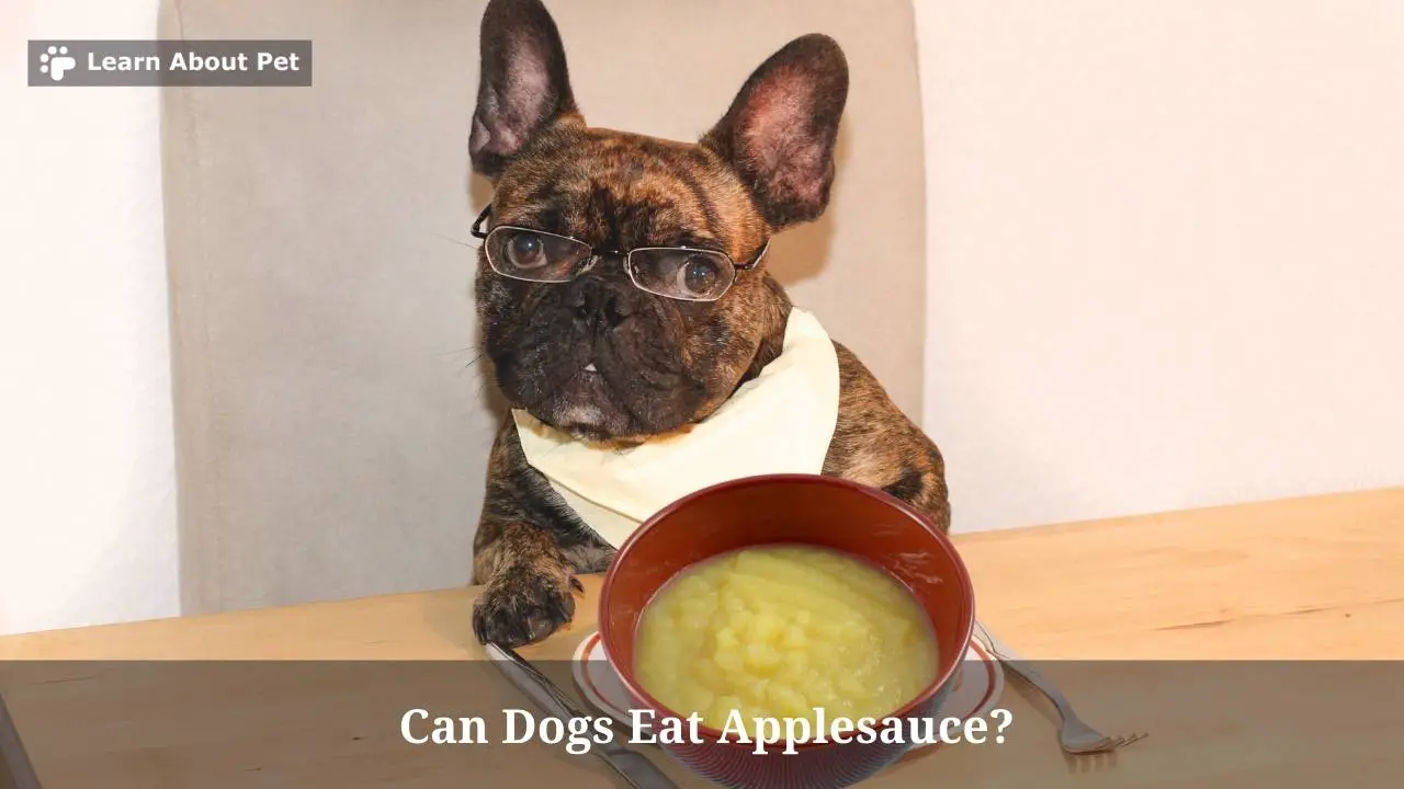 Can Dogs Eat Applesauce? (9 Cool Tips)
