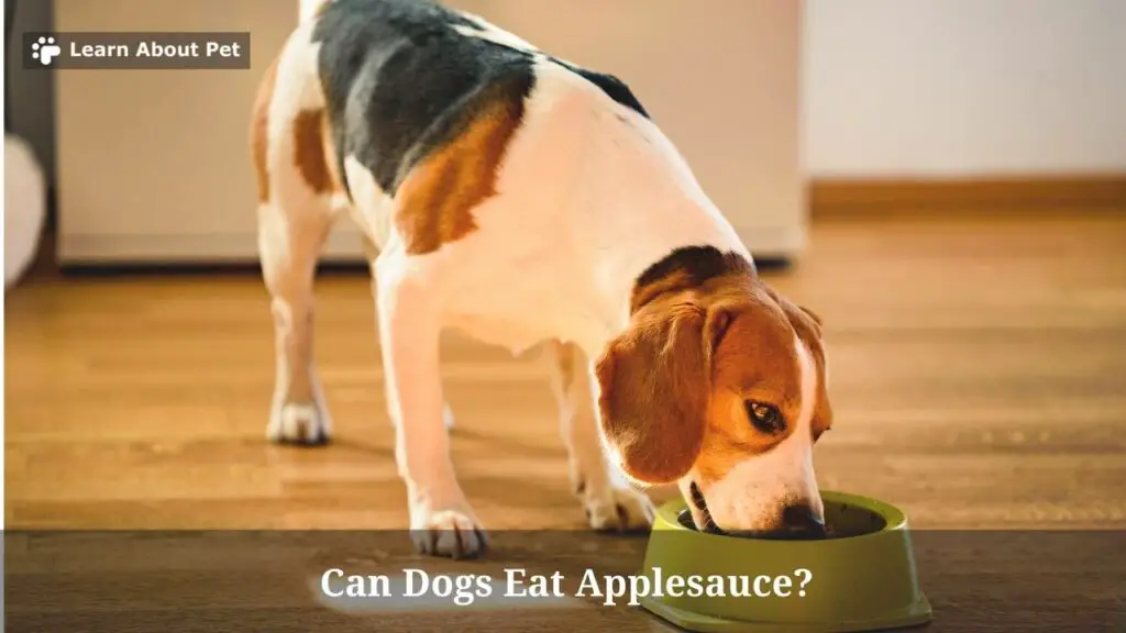Can dogs eat applesauce
