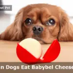 Can Dogs Eat Babybel Cheese? (7 Interesting Facts)