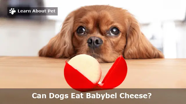 Can Dogs Eat Babybel Cheese? (7 Interesting Facts) - 2023