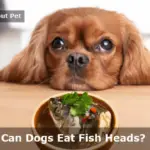 Can Dogs Eat Fish Heads? (9 Interesting Food Facts)