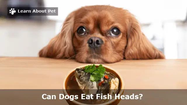 Can Dogs Eat Fish Heads? (9 Interesting Food Facts) - 2022