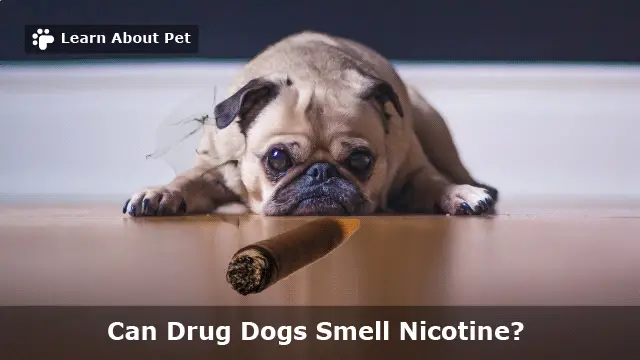 Can Drug Dogs Smell Nicotine? 7 Interesting Facts - 2022