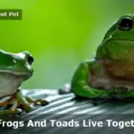 Can Frogs And Toads Live Together? (9 Cool Facts)