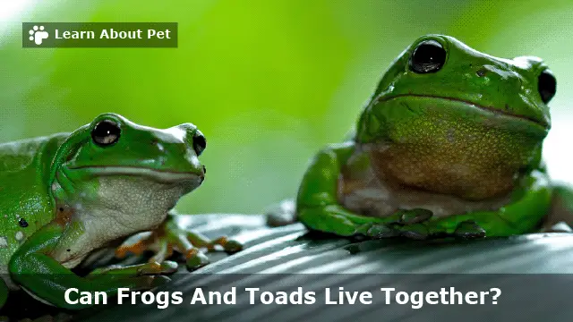 Can frogs and toads live together
