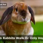 Can Rabbits Walk
