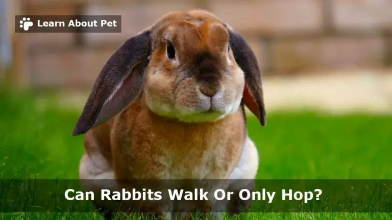 Can Rabbits Walk? Can Rabbits Only Hop? (9 Cool Facts) 2026